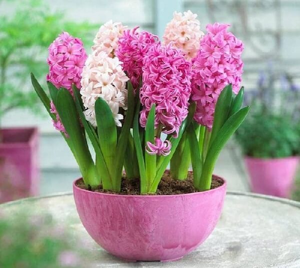 Summer flower