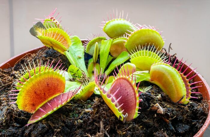 The Venus Flytrap and the Seasons