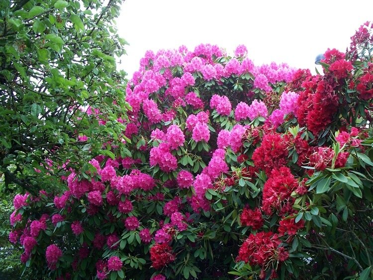 The ecological benefits of the rhododendron