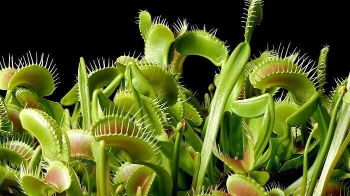 The folding trap of the Venus flytrap