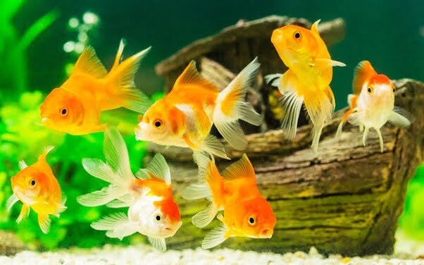 The size of the goldfish