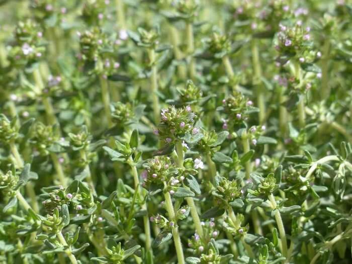 Thyme Cultivation