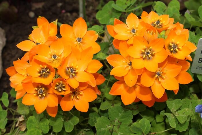 Toxicity of ornithogalum dubium