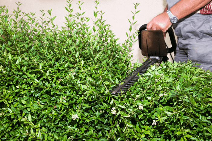 Trimming evergreen hedges