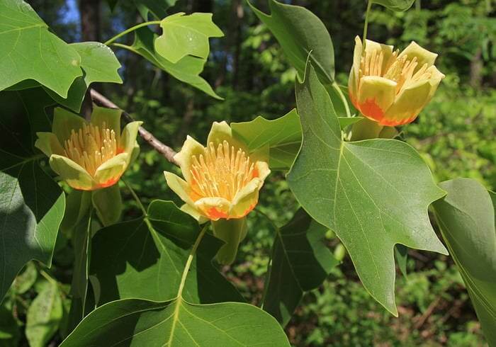 Tulip Tree Care