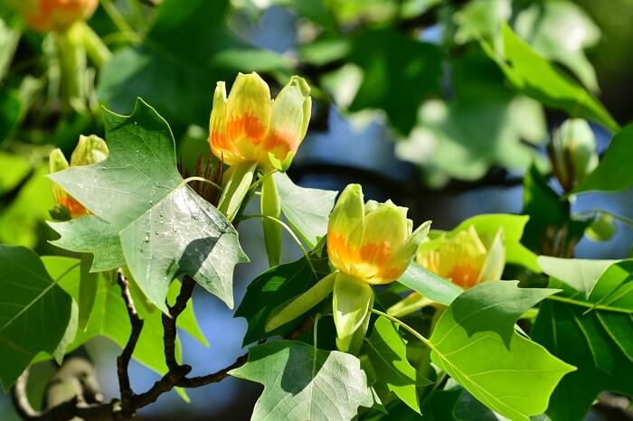 Tulip Tree Planting and substrate