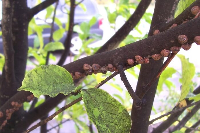 Tulip Tree diseases and pests