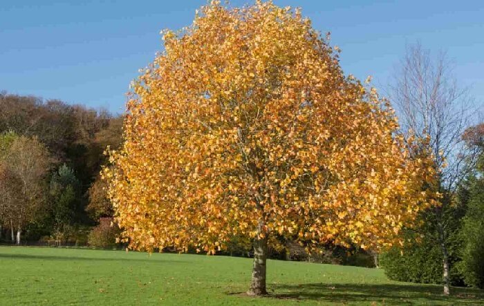 Tulip Tree