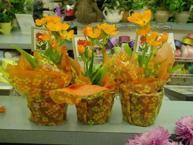 Use of ornithogalum dubium