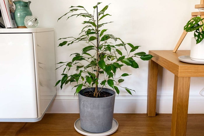 Weeping fig