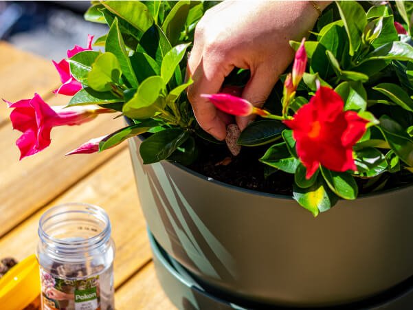 Winter in Sundaville