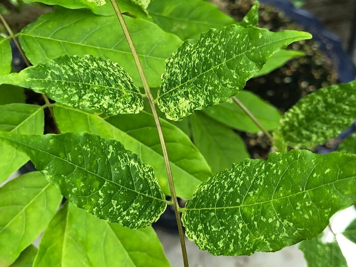 Wisteria Diseases and pests