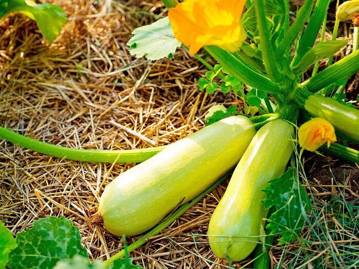 Zucchini Vegetable