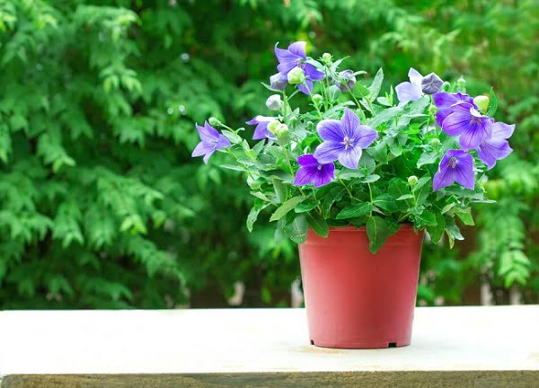 balloon flower as houseplant