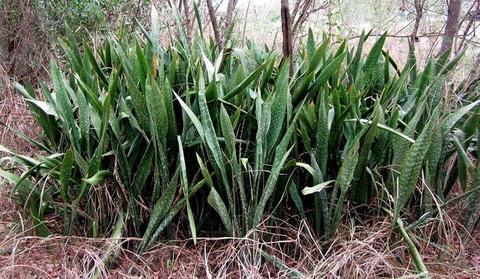 bow hemp sansevieria Diseases and pests