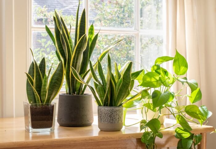 bow hemp sansevieria cylindrica