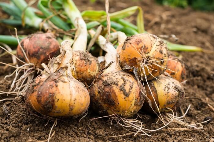 bulbs and onions