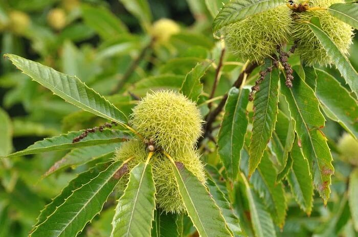 chestnut plant