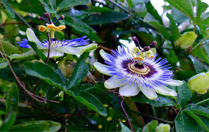cutting of passion flowers
