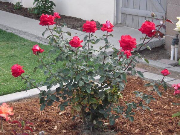 hybrid tea roses