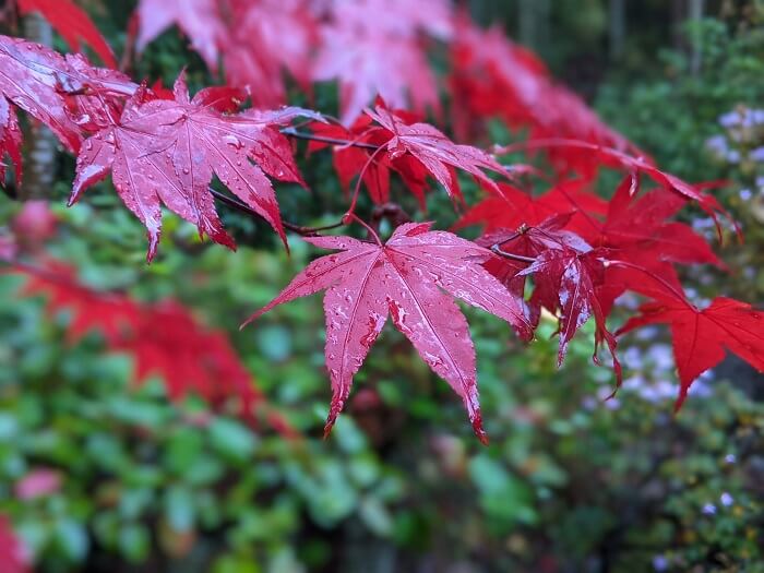 Japanese maple – care, cutting & propagation