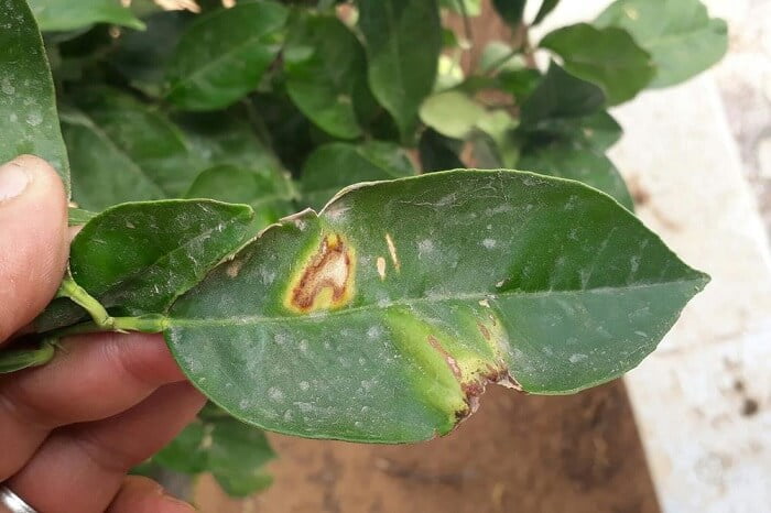 kumquats Pests and diseases