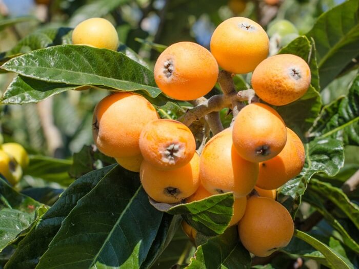 loquat Diseases and pests