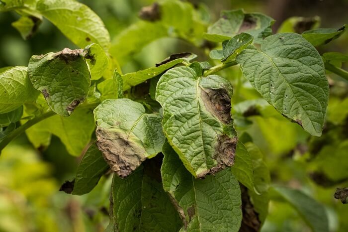 potato Diseases and pests