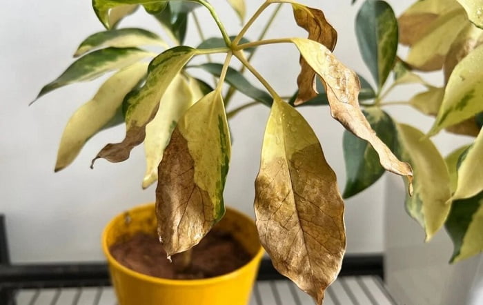 schefflera plant Diseases and pests