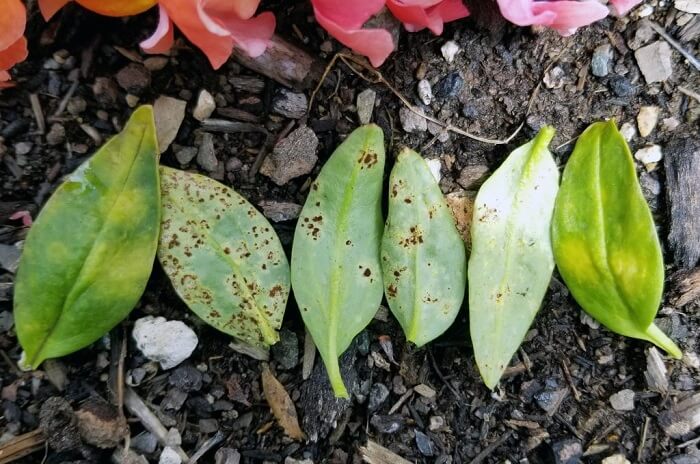 snapdragons Pests and diseases