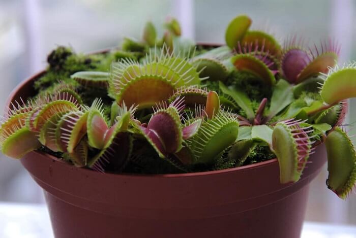 venus flytrap special feature