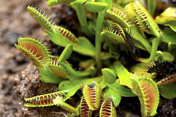 venus flytrap