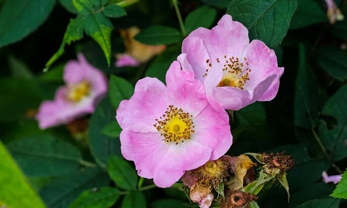wild roses