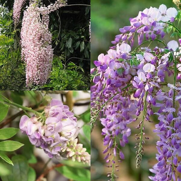 wisteria plant