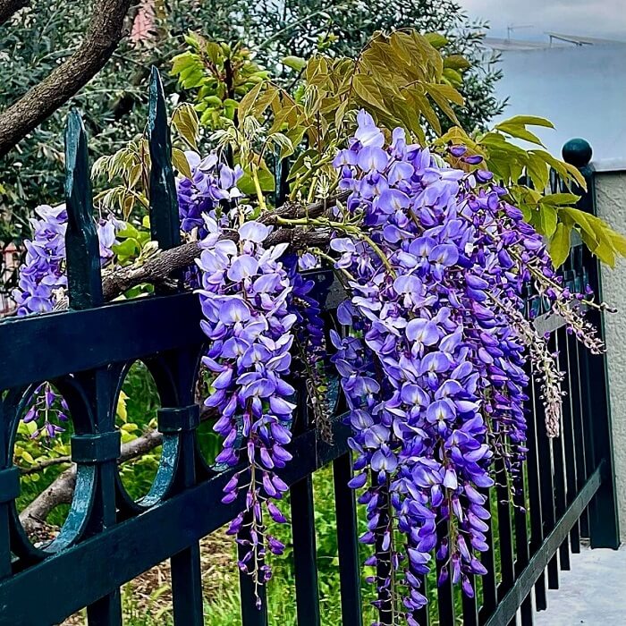 wisteria tree